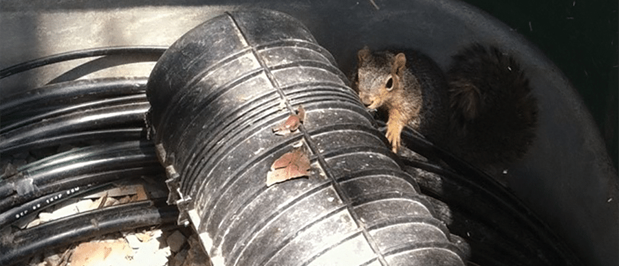 PedFloor-squirrel-900p