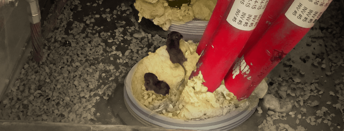 Two-mice-made-a-nest-in-a-Electrical-cabinet-with-chewed-expanding-foam-Great-Stuff-2048x784-1-1536x588